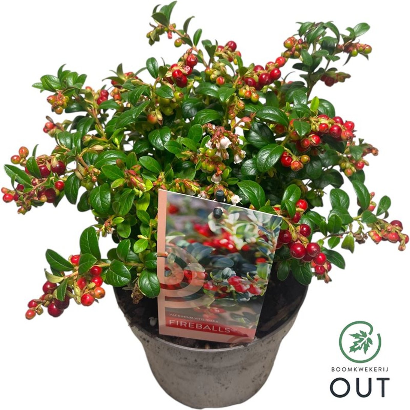 Lingon – Vaccinium vitis-idaea 'Fireballs' - C2